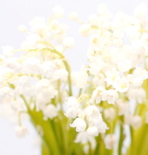 什么花语是幸福？哪种花卉代表幸福和快乐？