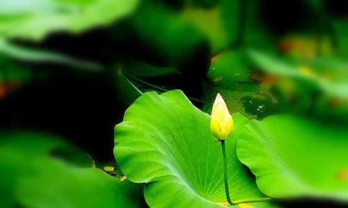 忘我的花语代表什么？忘我的寓意是什么？
