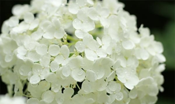 忘我的花语代表什么？忘我的寓意是什么？