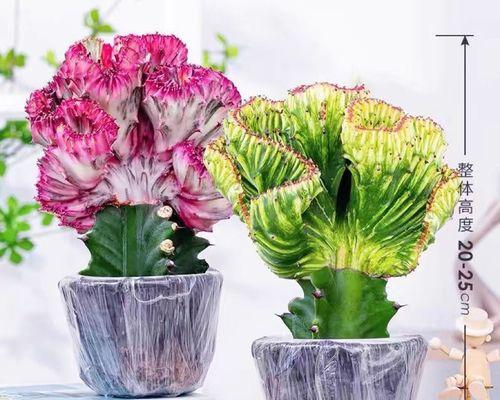 麒麟多肉植物怎么养殖？养殖麒麟多肉的注意事项有哪些？