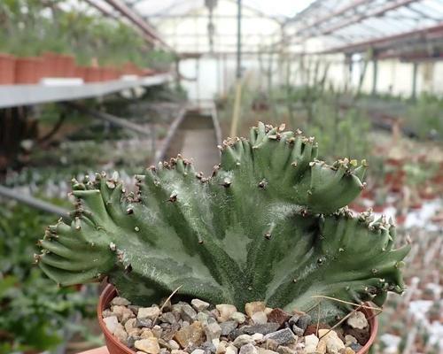 麒麟多肉植物怎么养殖？养殖麒麟多肉的注意事项有哪些？