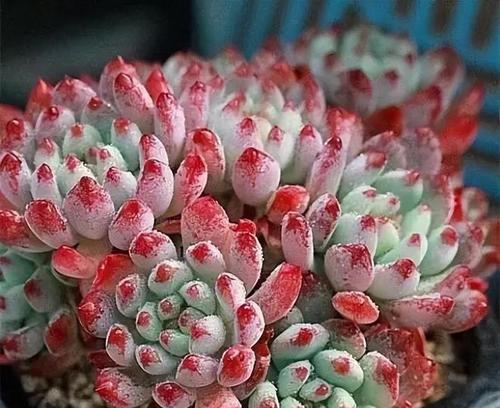 疫情期间路边常见的植物品种有哪些？它们的特性是什么？