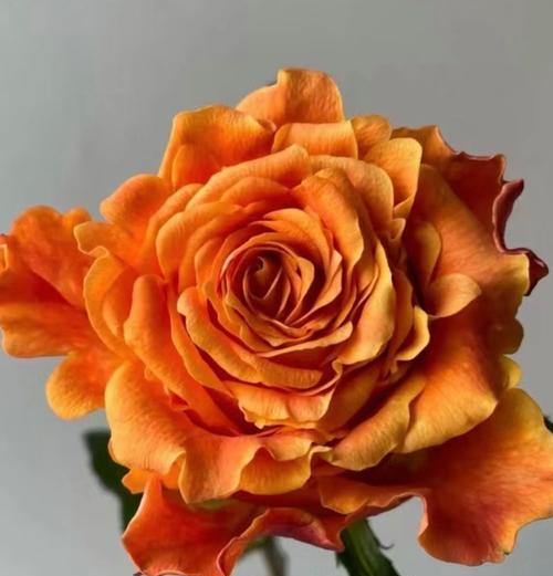 巨蟹座的花语代表什么含义？