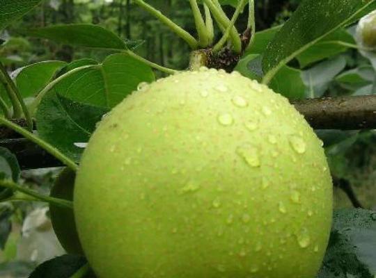 疫情期间路边常见的植物品种有哪些？它们的特性是什么？