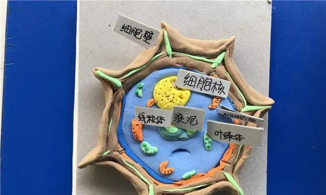 怎么制作动植物细胞标本？制作过程中需要注意什么？