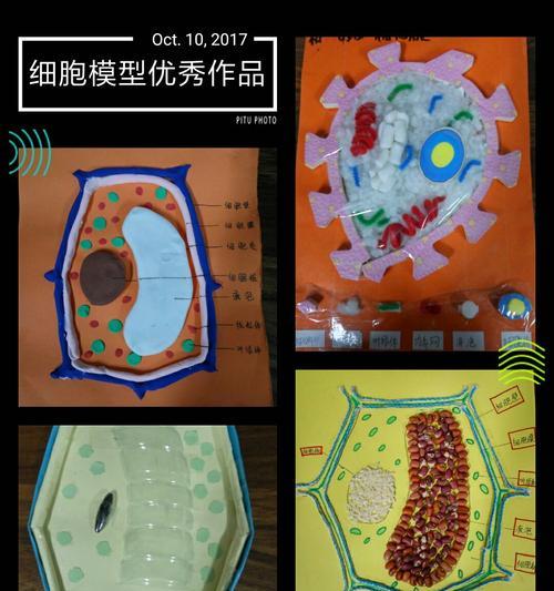 怎么制作动植物细胞标本？制作过程中需要注意什么？