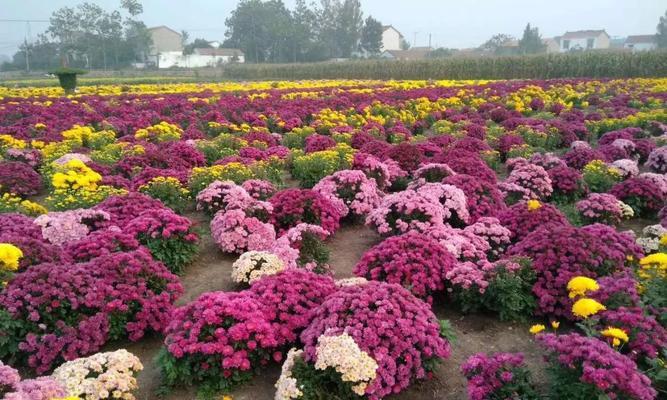 广元花海有哪些花卉种类？如何规划一次花海之旅？