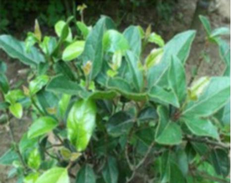 南烛花的花语是什么？南烛花有何特殊含义？