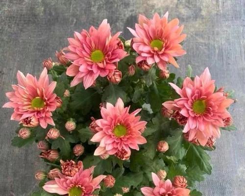 三文鱼花盆栽的寓意是什么？适合放在哪里？