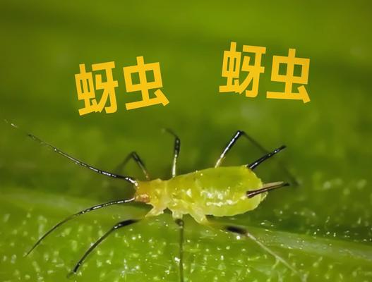 蚜虫的定义是什么？