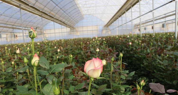 花卉种植什么效益高些？哪些花卉市场前景好？