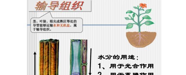 植物的组织是什么？它们在植物体内起什么作用？