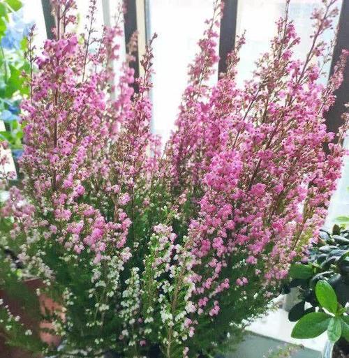 花卉分类和应用的区别是什么？如何正确选择花卉？