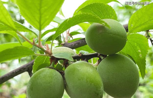果实长在土里的植物有哪些？这些植物的果实有什么特点？