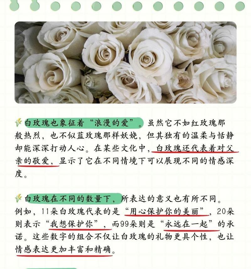 白玫瑰带红边代表什么？送人时有何特别含义？