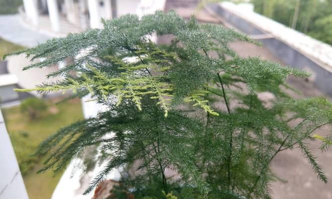 什么植物最怕寒冷？寒冷对植物有哪些影响？