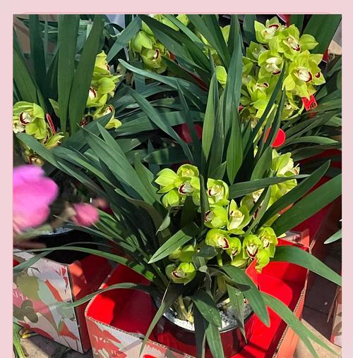 丛生中型花卉有哪些推荐品种？它们的养护要点是什么？
