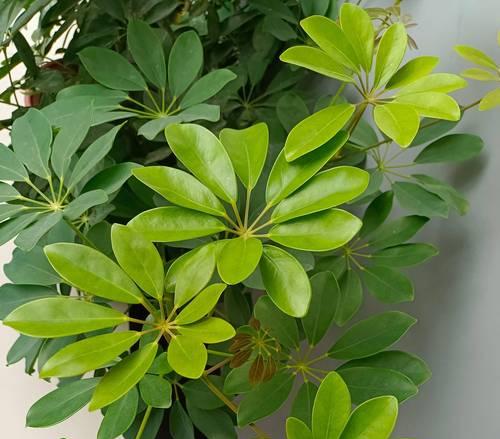 丛生中型花卉有哪些推荐品种？它们的养护要点是什么？
