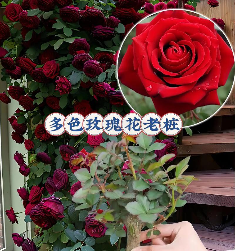 哪些玫瑰花卉盆栽可以多季开花？