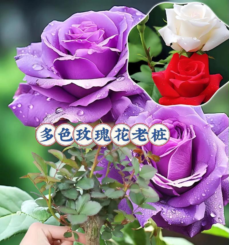 哪些玫瑰花卉盆栽可以多季开花？