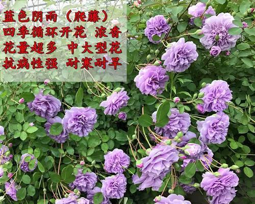 哪些玫瑰花卉盆栽可以多季开花？
