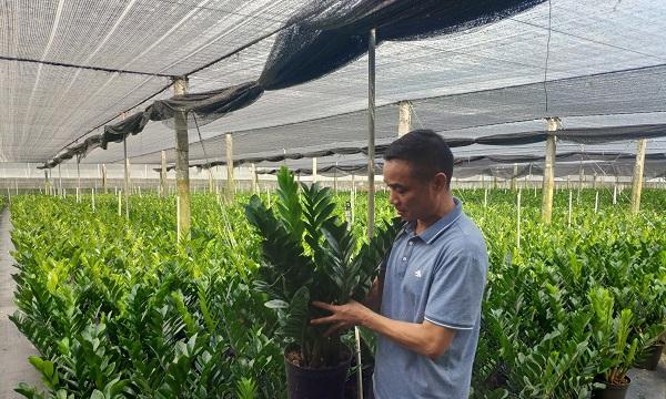 溪坂村有哪些特色乡村花卉？如何在家中种植？
