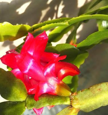 马蹄叶红色花卉有哪些植物？哪些植物的叶片呈现马蹄叶红色？