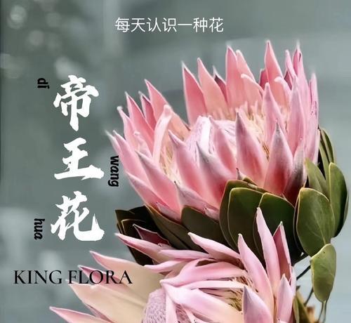 富贵传承花卉有哪些独特名字？