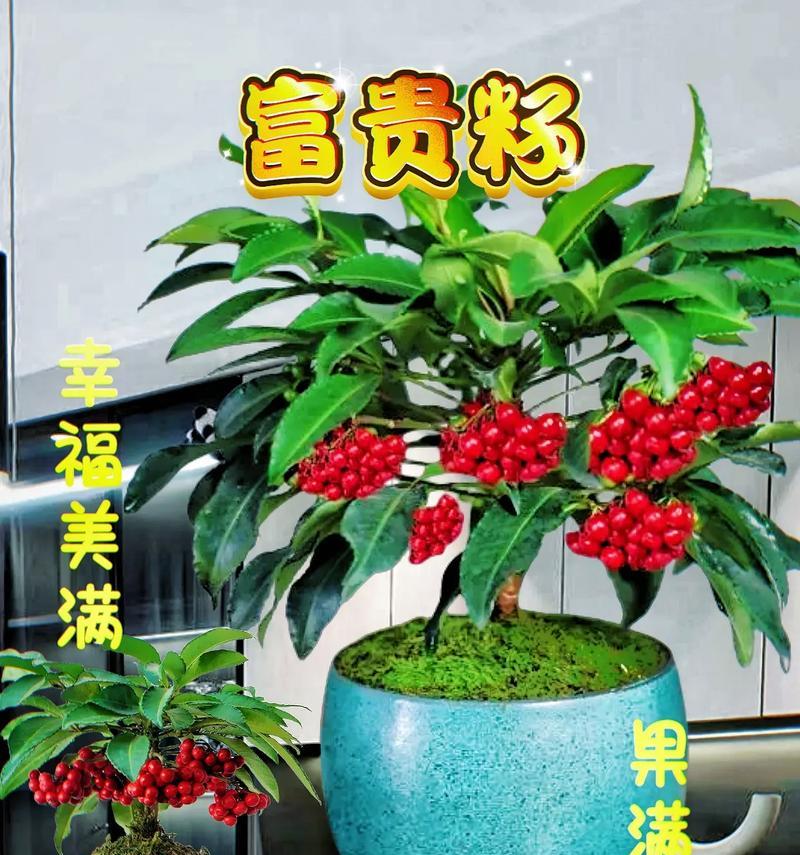富贵传承花卉有哪些独特名字？