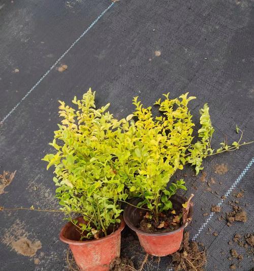 植物分为哪些科？了解植物科对园艺有何帮助？