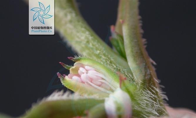 番杏专用植物的种类有哪些？