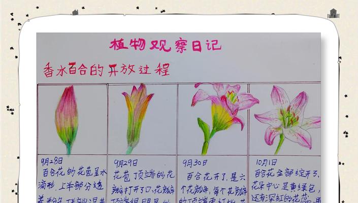 雾培百合的生产过程有何特别之处？