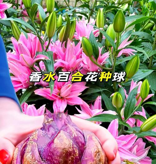 雾培百合的生产过程有何特别之处？