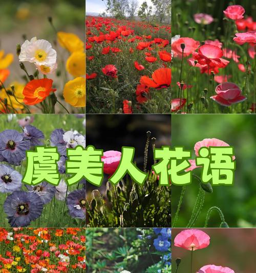 茉莉花语代表了哪些情感？