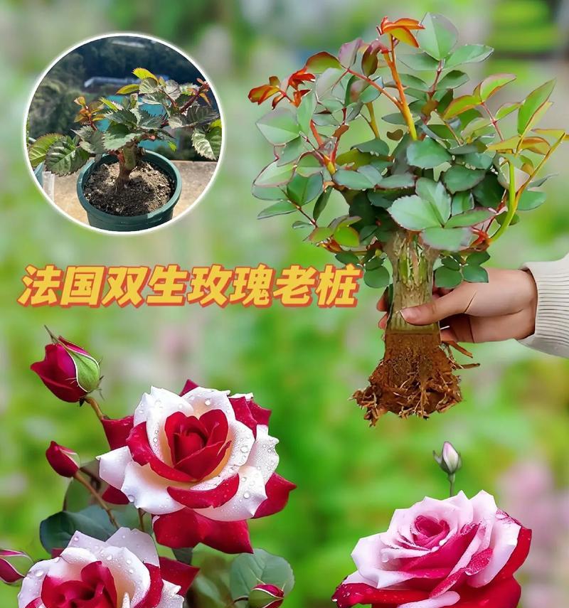 什么花的花语是必胜？姐妹送玫瑰花什么意思啊？