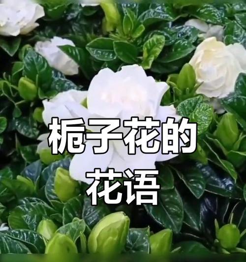 栀子花的寓意有哪些？