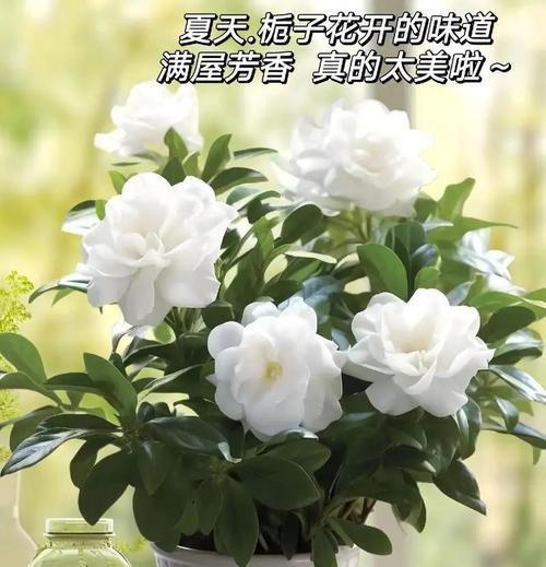栀子花的寓意有哪些？