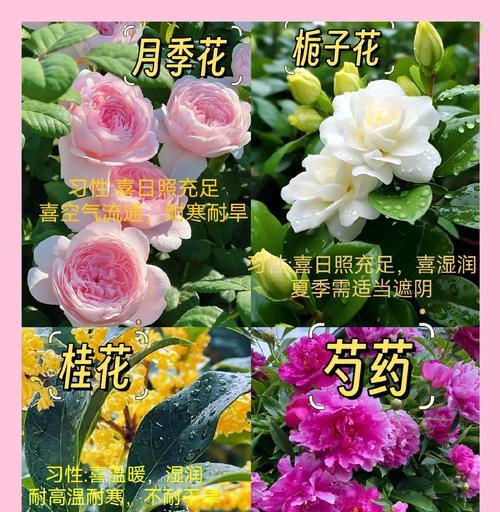 哪些花卉既无毒又不长虫？如何选择和养护？