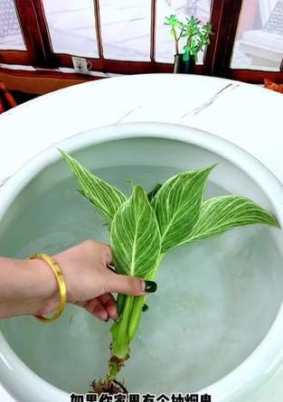 哪些花卉既无毒又不长虫？如何选择和养护？