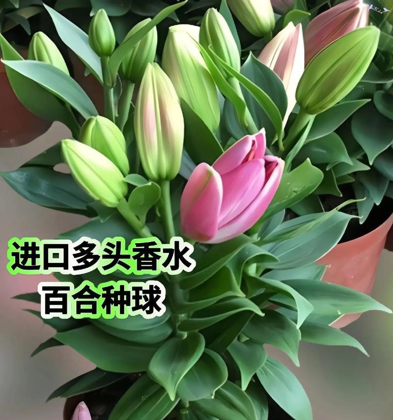 百合花的花语和寓意是什么？
