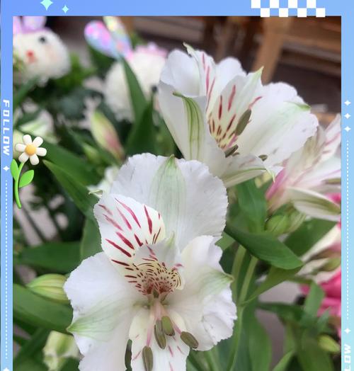 百合花的花语和寓意是什么？