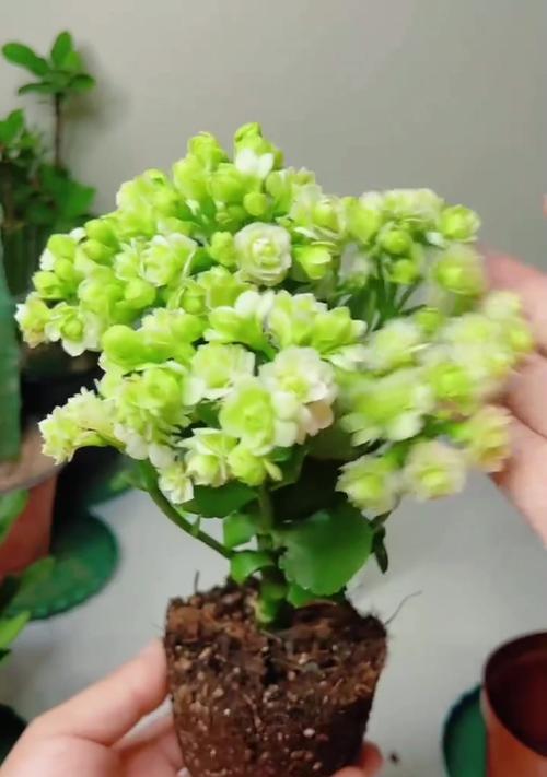 长寿花盆栽开花后如何养护？