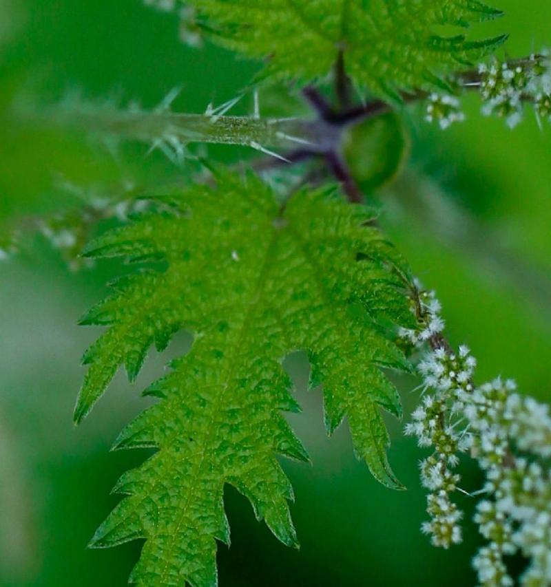 花果属于植物吗？为什么有时候不被认为是植物？