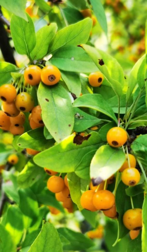 花果属于植物吗？为什么有时候不被认为是植物？