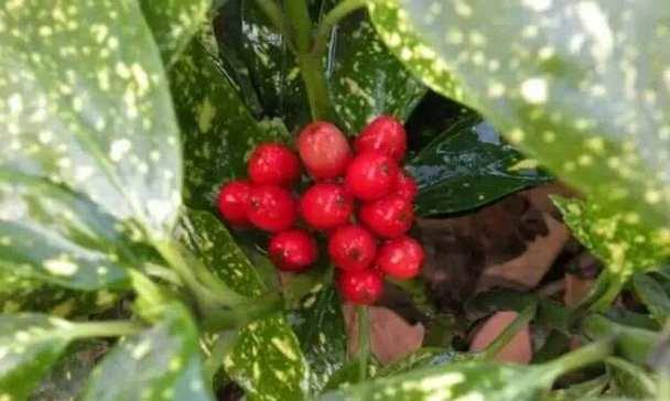 花果属于植物吗？为什么有时候不被认为是植物？