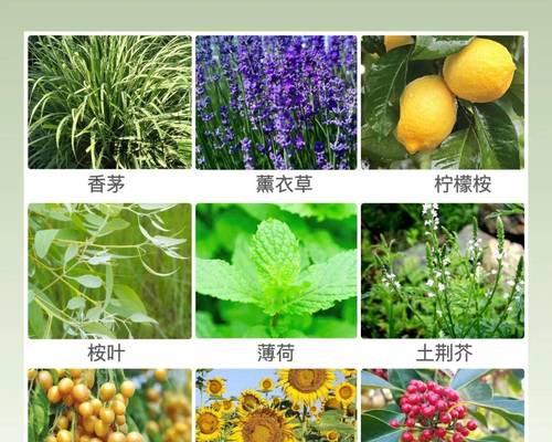 除了常见的植物外，还有哪些稀有植物种类？它们的特性是什么？