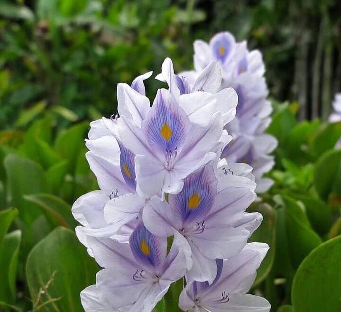 除了常见的植物外，还有哪些稀有植物种类？它们的特性是什么？