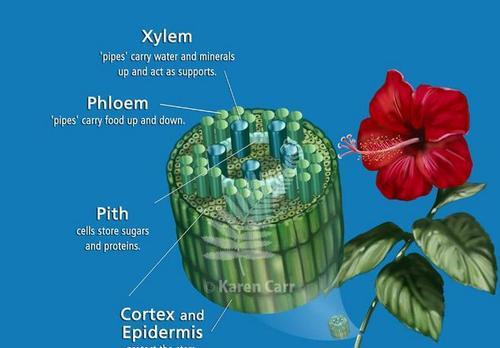 维管植物是什么？它们与非维管植物有何不同？