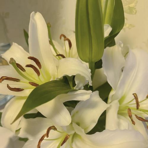 女人自称百合花代表什么？百合花在文化中有何象征？