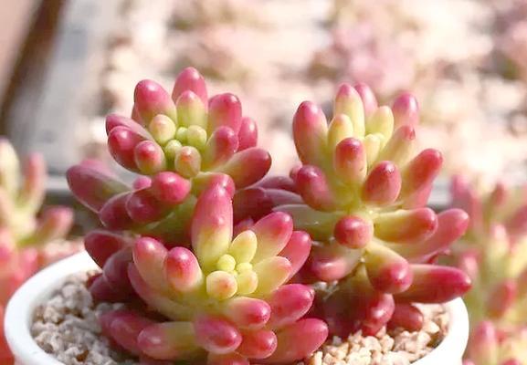 冬季植物会发生哪些变化？如何应对季节性植物养护？